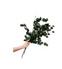 Green Essence Eucalyptus Dried Flowers 5 Stems