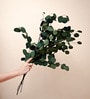 Green Essence Eucalyptus Dried Flowers 5 Stems