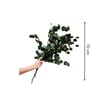 Green Essence Eucalyptus Dried Flowers 5 Stems