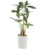 Fabric Green Cyperus Bonsai In A Ceramic Pot Artificial Plants