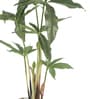 Fabric Green Cyperus Bonsai In A Ceramic Pot Artificial Plants