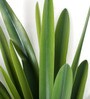 Green Fabric Artificial Plant without Pot