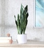 Fabric Green Sansevieria Snake With Pot Artificial Plants