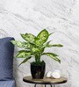 Green Fabric Artificial Foliage Plant with Pot