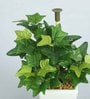 Green Ivy Pvc Artificial Bonsai With White Ceramic Pot