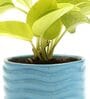 Green Money Natural Plant In Blue Ceramic Pot,