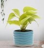 Green Money Natural Plant In Blue Ceramic Pot,