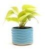 Green Money Natural Plant In Blue Ceramic Pot,