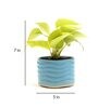 Green Money Natural Plant In Blue Ceramic Pot,