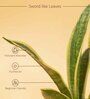 Sansevieria Futura Superba Snake Natural Plant With Green Pot