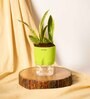 Sansevieria Futura Superba Snake Natural Plant With Green Pot