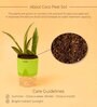 Sansevieria Futura Superba Snake Natural Plant With Green Pot