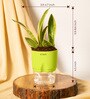 Sansevieria Futura Superba Snake Natural Plant With Green Pot