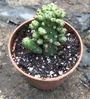 Green Opuntia Tuna Monstruosa Live Cactus Plant