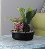 Green Plastic & Polyester Sago Palm & Cactii Plant with Black Oval Shape Pot