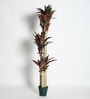 Plastic Green Cordyline Artifical With Pot Artificial Plants