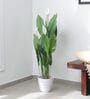 Plastic Green Spathe Artifical Without Pot Artificial Plants