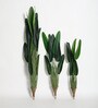 Plastic Phoebe Green Strelitzia Artifical Without Pot Artificial Plant