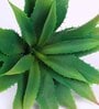Green Polyester Artificial Aloe Vera Plant Without Pot
