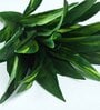 Green Polyester Artificial Dracaena Plant Without Pot