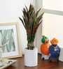 Green Polyester Artificial Dracaena Plant Without Pot