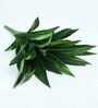 Green Polyester Artificial Dracaena Plant Without Pot