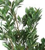 Green Polyester Artificial Draceana Plant Without Pot