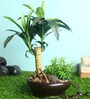 Green Polyester Artificial Plant With pot