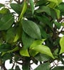 Polyester Phoebe Green With Pot Artificial Plant