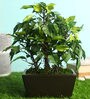 Polyester Phoebe Green With Pot Artificial Plant