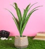 Polyester Isabel Without Pot Artificial Plant