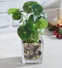 Green Polyester Philodendron Artificial Silk Plant With Pot