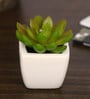 Polyester Isabel Artificial Green Paperweight Bonsai With Pot Artificial Plant
