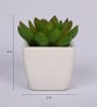 Polyester Isabel Artificial Green Paperweight Bonsai With Pot Artificial Plant