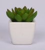 Polyester Isabel Artificial Green Paperweight Bonsai With Pot Artificial Plant
