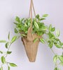 Green Artificial Creeper Bonsai with Jute Bag