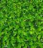 Green Pvc Artificial Garden Mat With Leaves For Vertical Wall Garden Artificial Grass