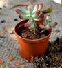 Green Sedum Pachyphyllum Jelly Beans Succulent Live Plant With Pot