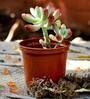 Green Sedum Pachyphyllum Jelly Beans Succulent Live Plant With Pot
