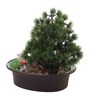 Green Shoe Horn Shaped Tree With Oar Shaoed Green Leaves Artificial Bonsai Plant with Pot