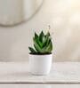Green Snake Plant In White Pot