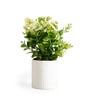 Green Zelen Potted Artificial Plant