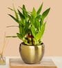 Greenkin 2-Layer Lucky Bamboo Plant with Metal Pot