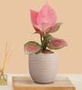 Greenkin Aglaonema Pink Live Plant in Cream Decor Pot