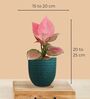 Greenkin Aglaonema Pink Live Plant in Green Decor Pot