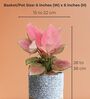 Greenkin Aglaonema Pink Plant in 6 inch Grey Jute Planter Basket