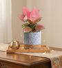 Greenkin Aglaonema Pink Plant in 6 inch Grey Jute Planter Basket