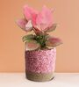 Greenkin Aglaonema Pink Plant in 6 inch Pink Jute Planter Basket