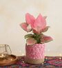 Greenkin Aglaonema Pink Plant in 6 inch Pink Jute Planter Basket