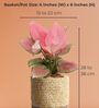 Greenkin Aglaonema Pink Plant in 6 inch Yellow Jute Planter Basket